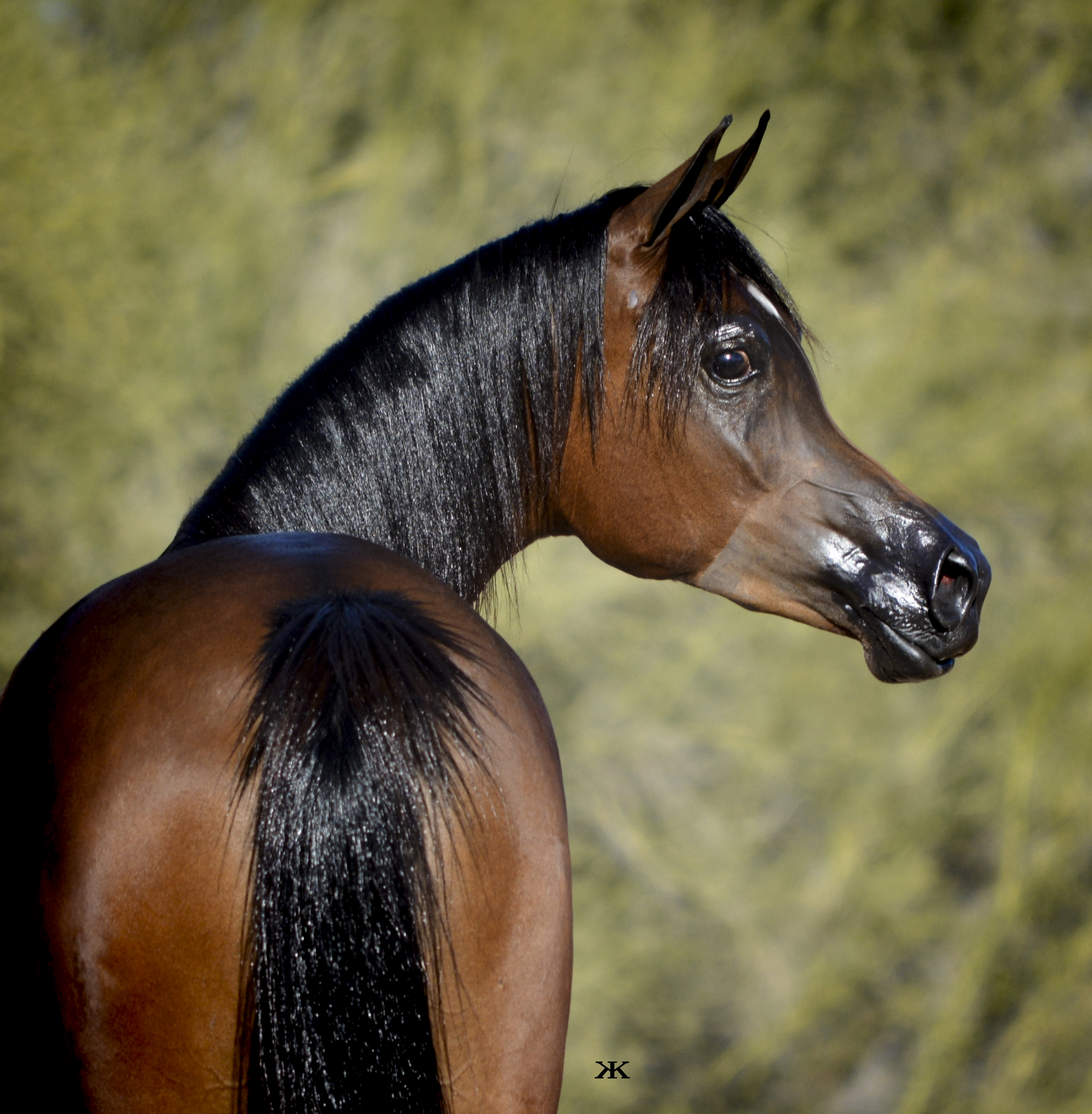 Culbreth Equine